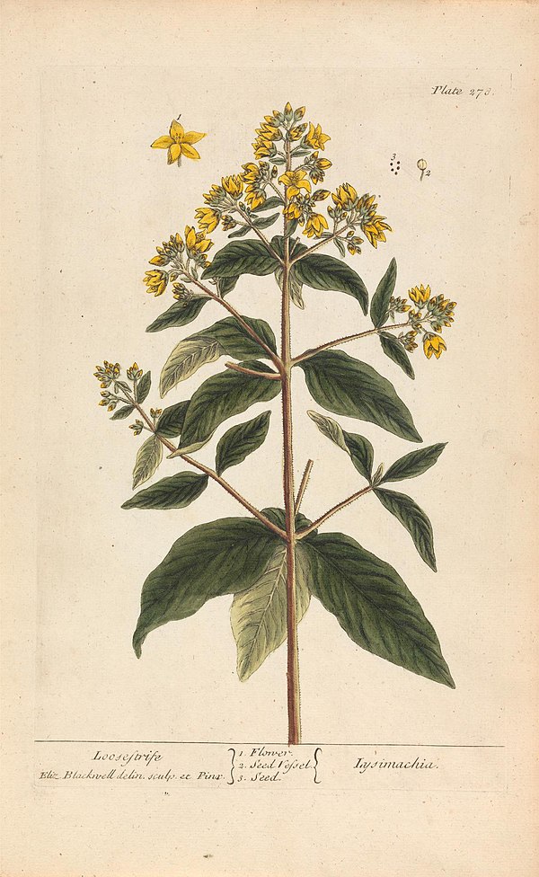 Elizabeth Blackwell - Lysimachia (Loosestrife), Plate 278 from ^A Curious Herbal^, volume II, London, 1737 - B2011.20.10 - Yale Center for British Art